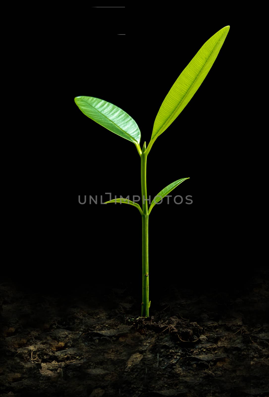 Bud leaves of young plant seeding in black background by Satakorn