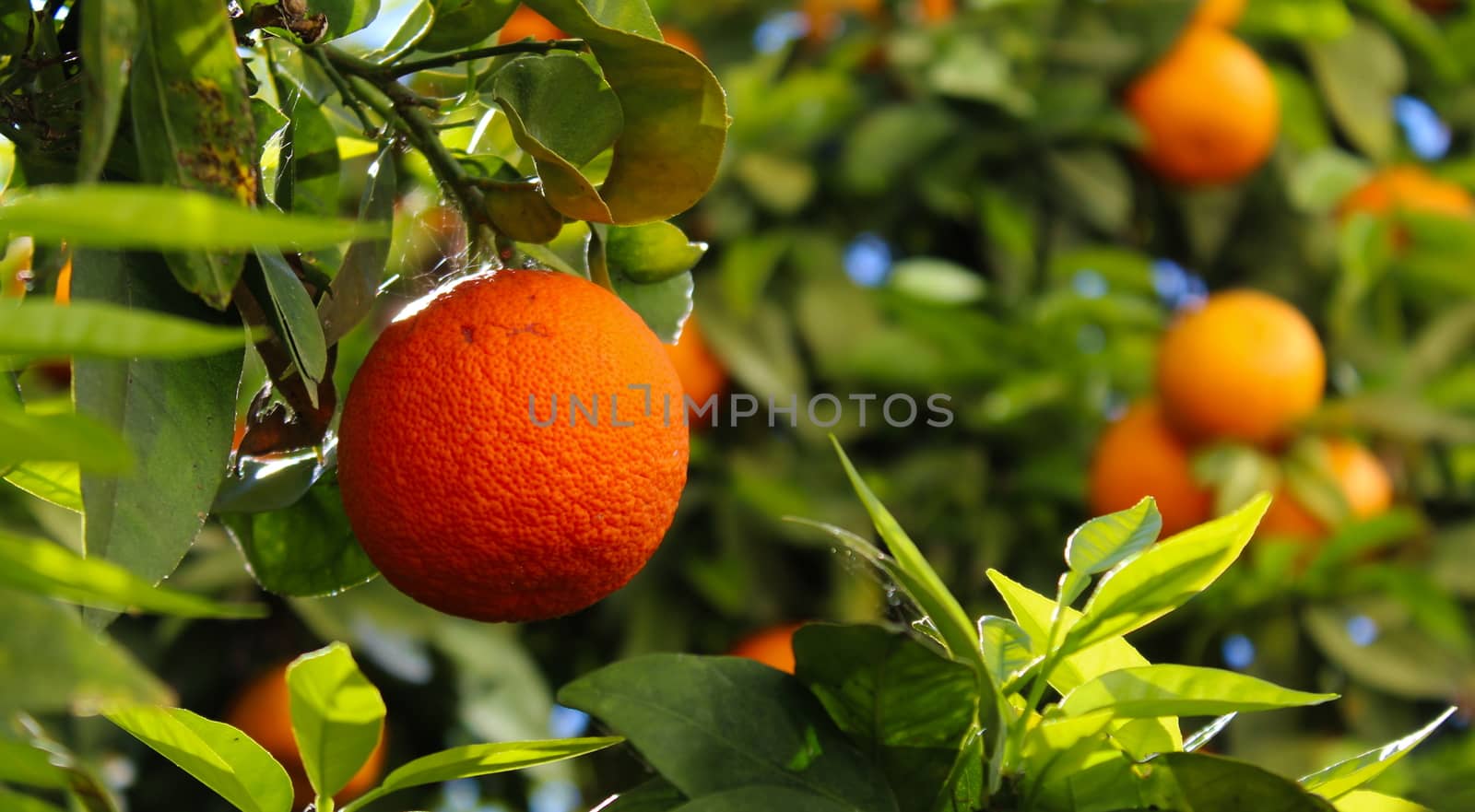 One ripe orange in focus and the other orange with leaves in the background. A scene like in a commercial for fresh orange juice.