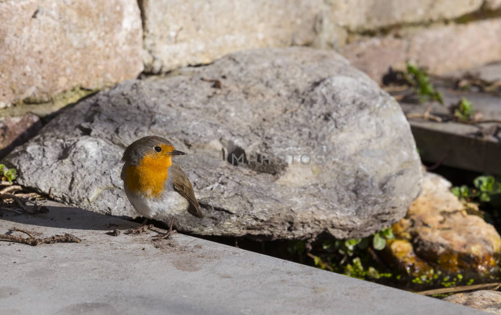 robin bird in a garden in holland in April with a rock and small water as background