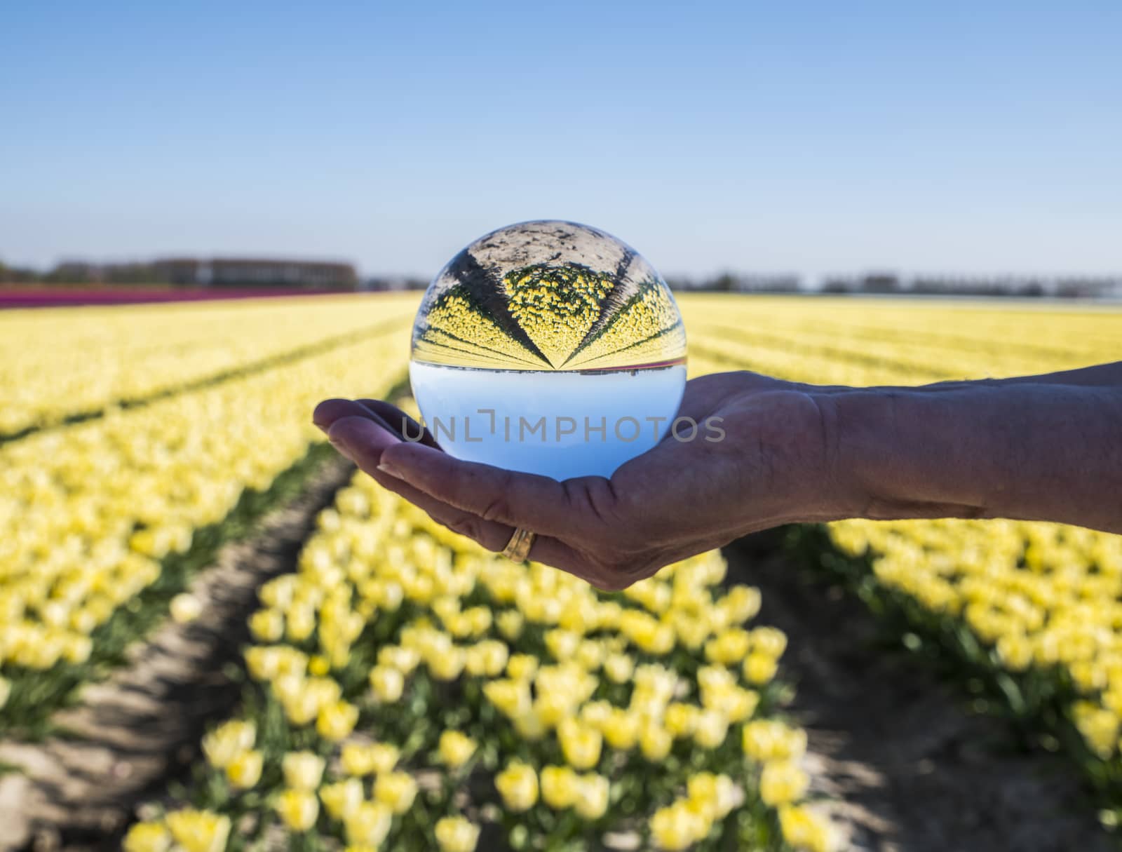 dutch tulips fields in purple and yellow seen through glass sphere ball in womans hand