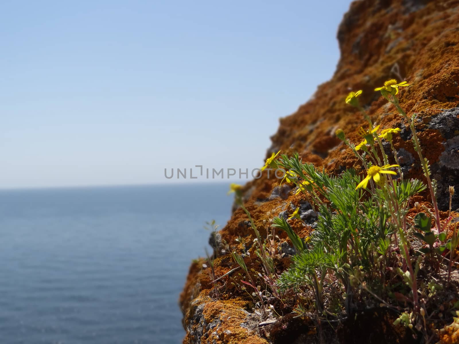 Several yellow flowers growing on the edge of a brown cliff hill. by justbrotography