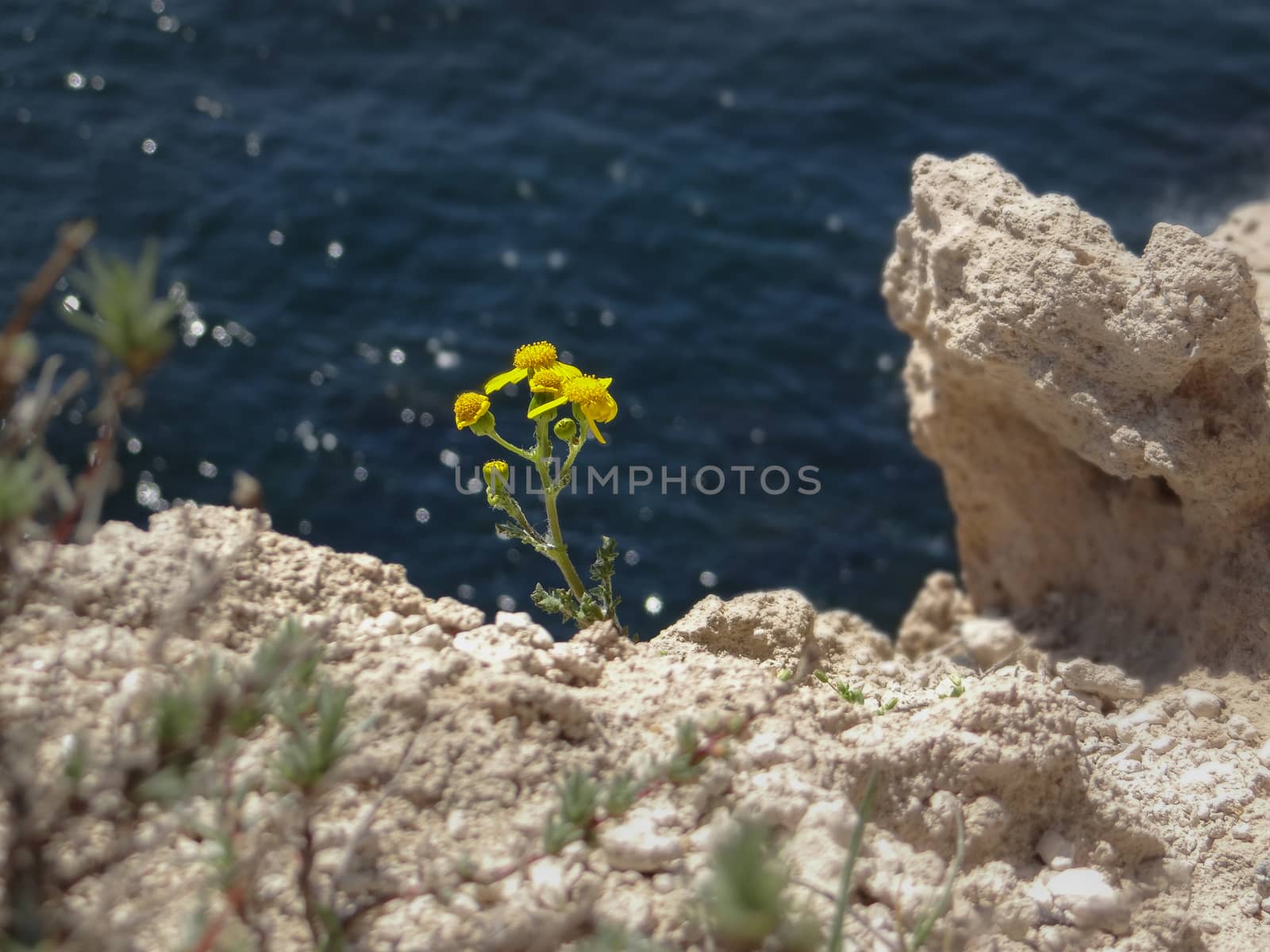 A yellow flower rising from the white rocks in front of the blue sea.