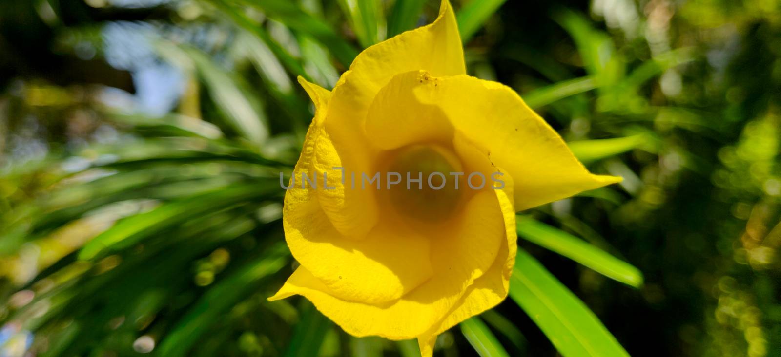 Yellow oleander macro shot in sunlight by mshivangi92