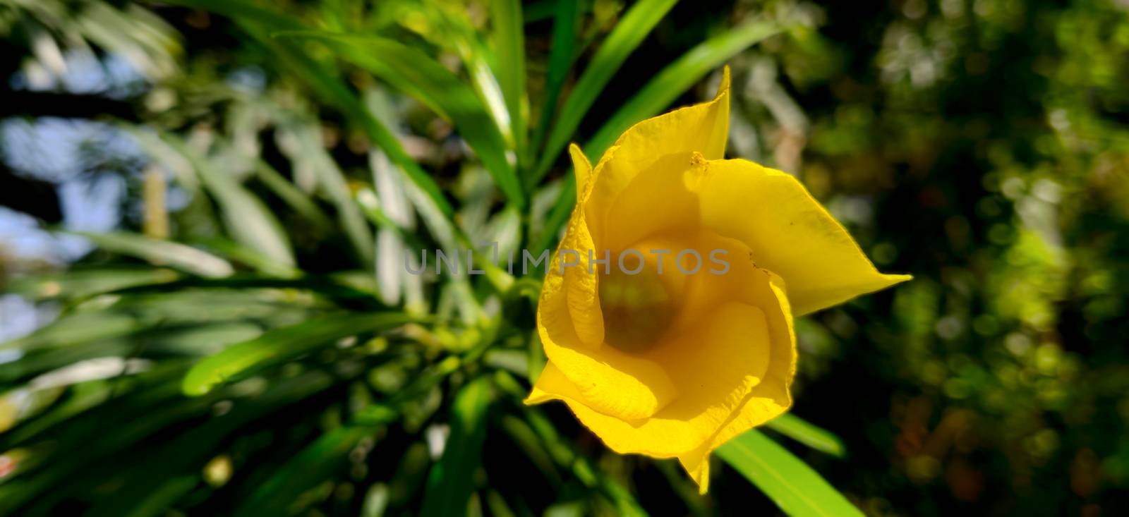 Landscape shot of yellow oleander bloom in sunlight in the summers of India surrounded by green leaves.