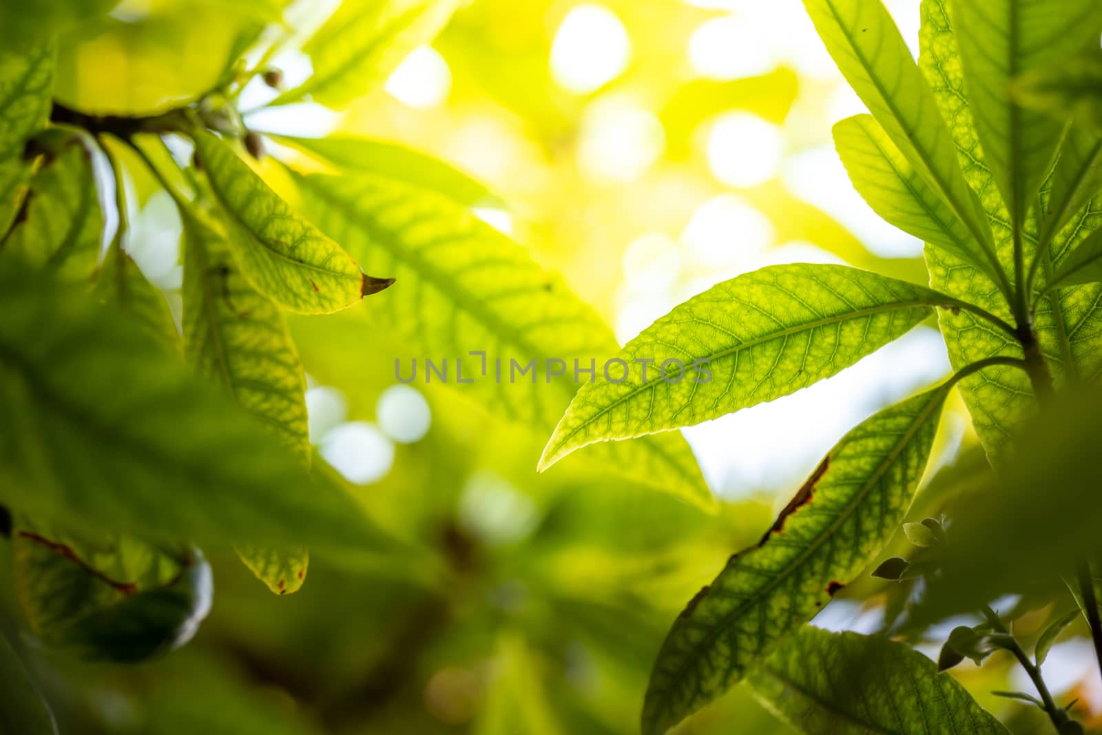 Close Up green leaf under sunlight in the garden. Natural background with copy space.