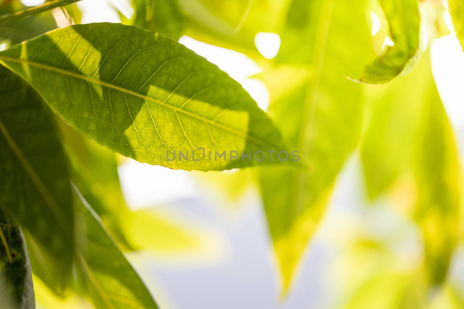 Close Up green leaf under sunlight in the garden. Natural backgr by teerawit