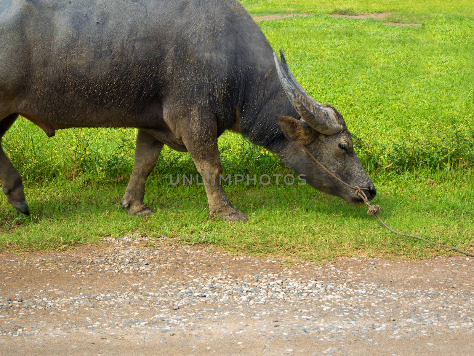 Buffalo grazing  in the countryside by Satakorn