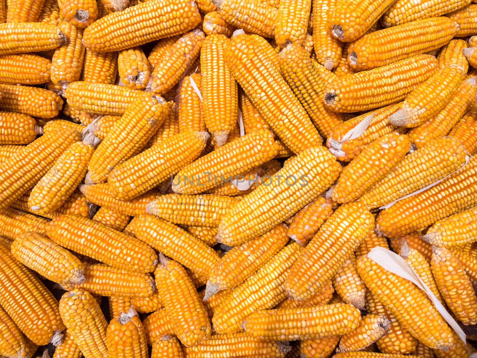 Ear of sweet corn dry out on floor by Satakorn