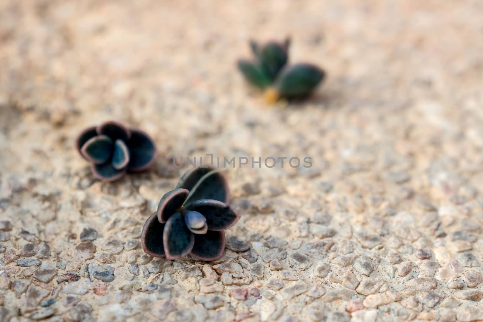 Small buds of kalanchoe fall and sprout up on the gravel floorin by Satakorn