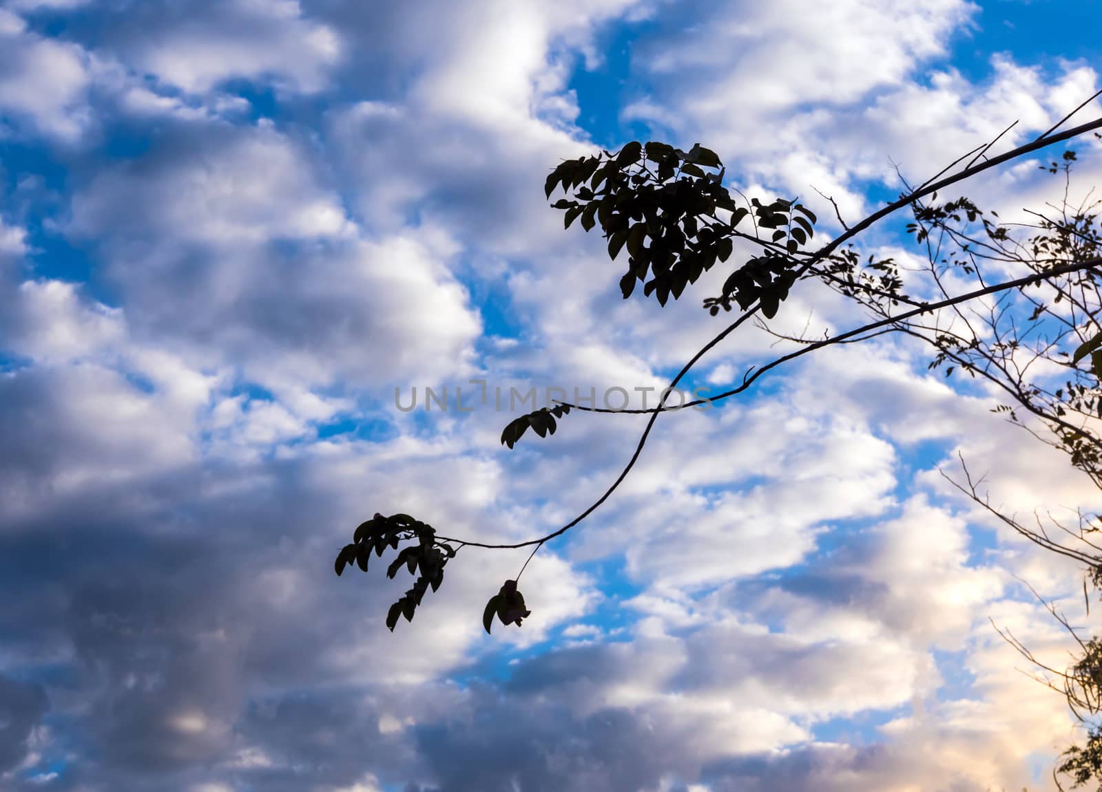 White and grey fluffy clouds in the blue evening sky with silhouette bunch of trees