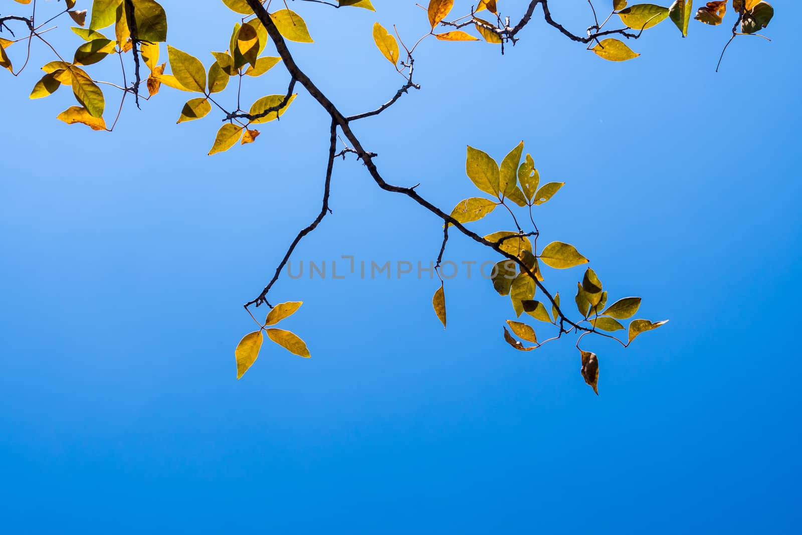 Bright leaves on blue sky and sunlight background by Satakorn