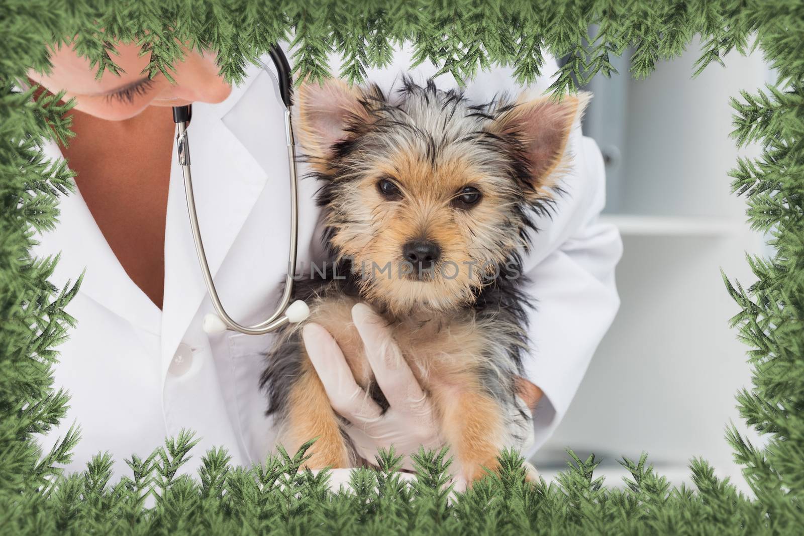 Composite image of vet holding cute puppy against green fir branches