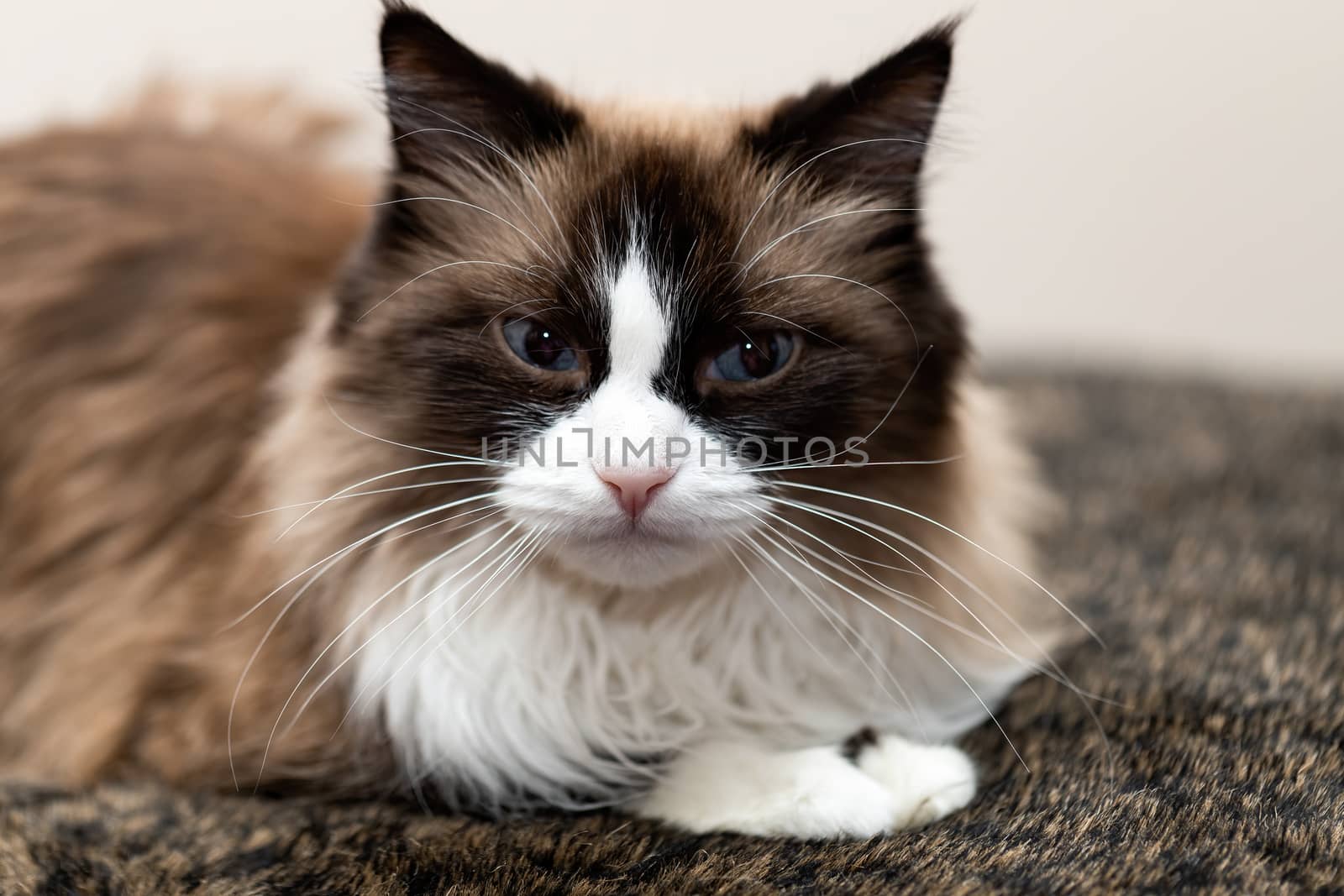 Portrait of a happy fluffy cat with blue eyes, an unusual breed of Russian Nevsky masquerade by bonilook