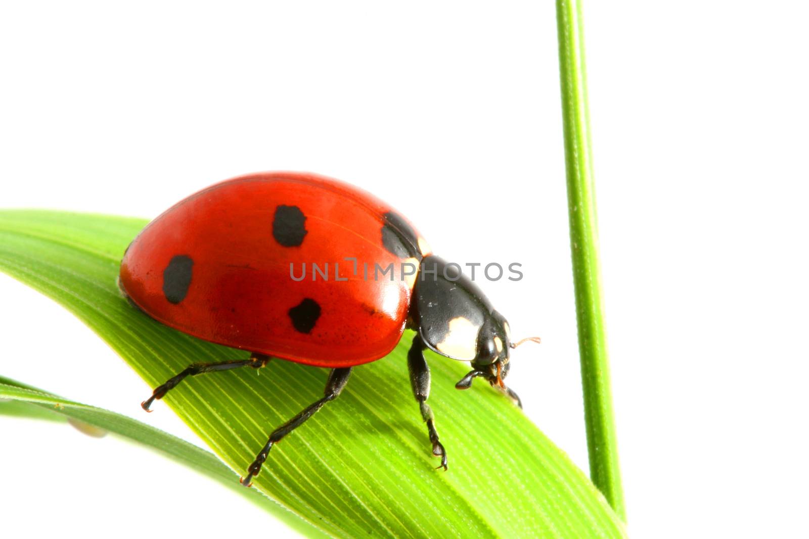 ladybug on grass isolated on white background macro