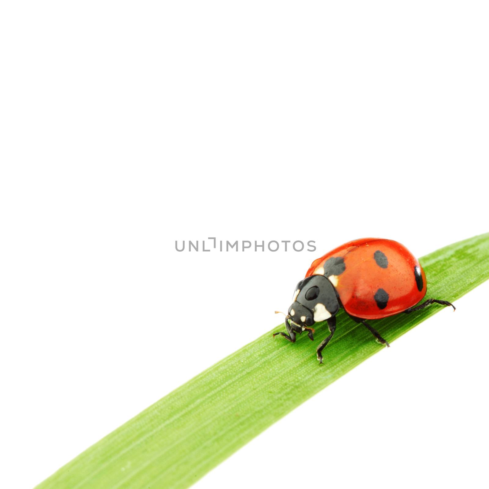 ladybug on grass isolated on white background macro