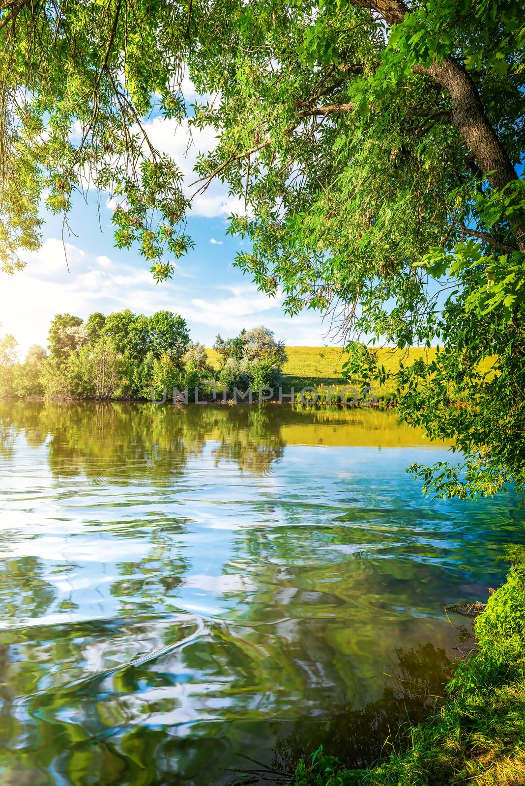 Landscape pond and forest in spring afternoon