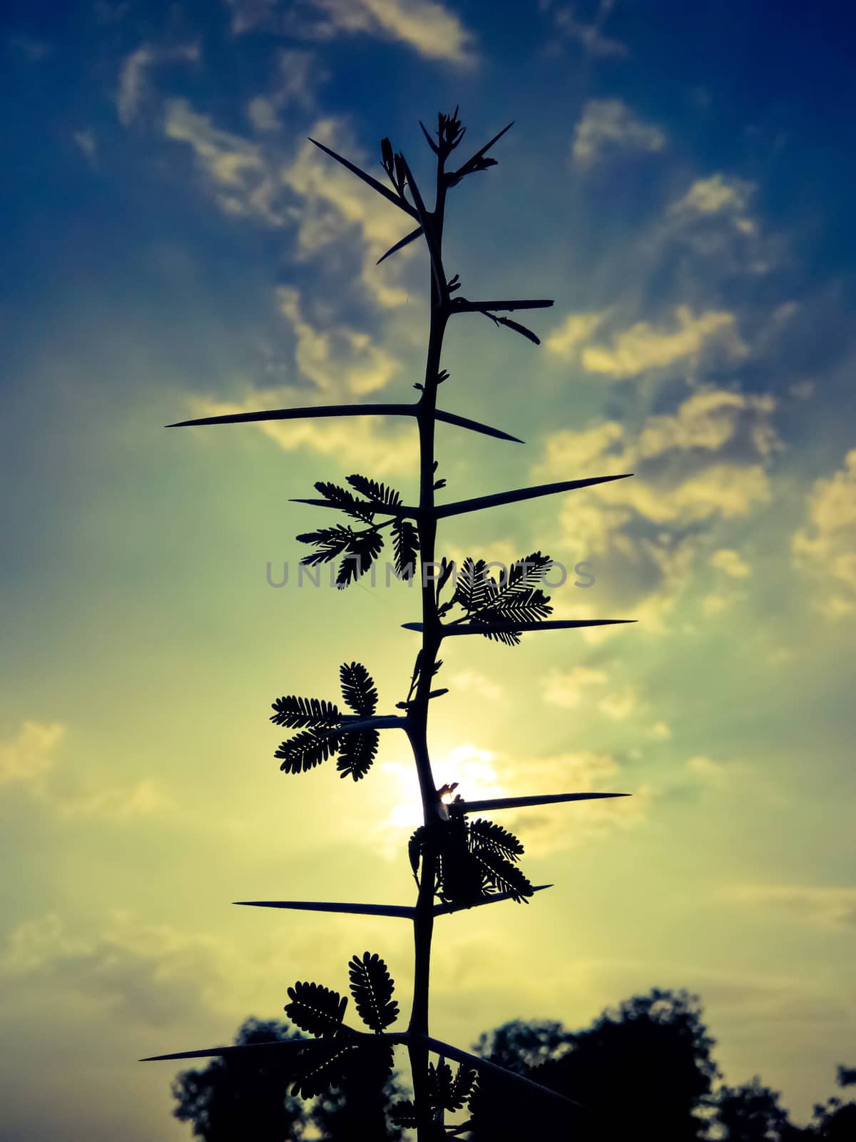 Sunset infront of Babul Tree in India. by sagarnathe