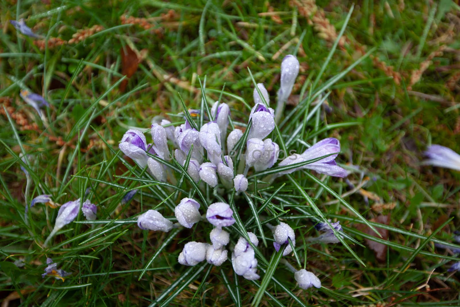 Flowers of Crocus covered with dew in March at Flora Botanical Garden, Cologne, Germany