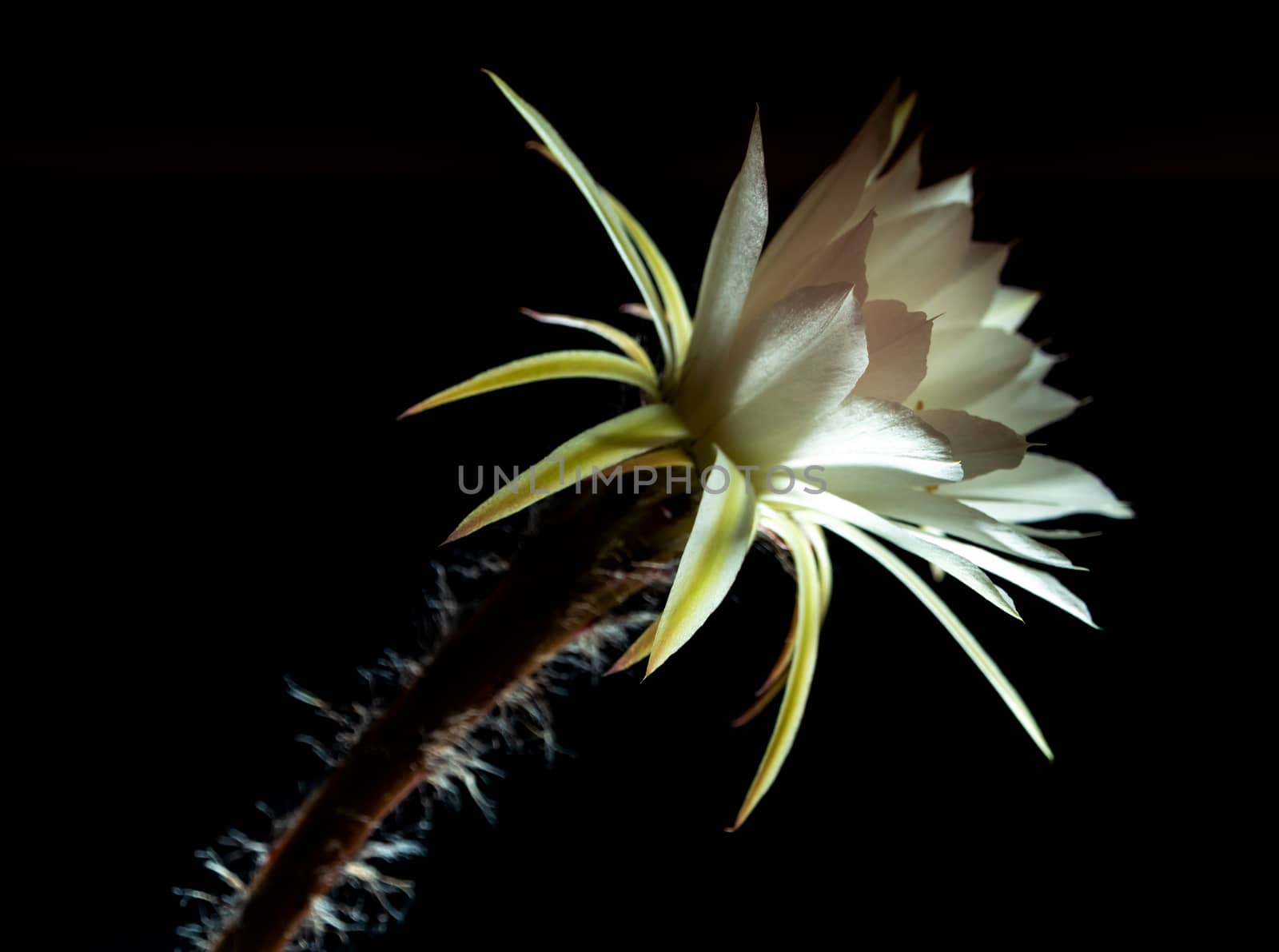 White color delicate petal with fluffy hairy of Echinopsis Cactus flower in hard light on black background