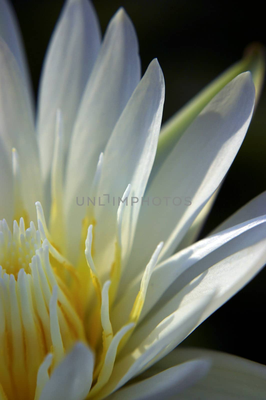 White petal and Yellow pollen of Water Lily by Satakorn