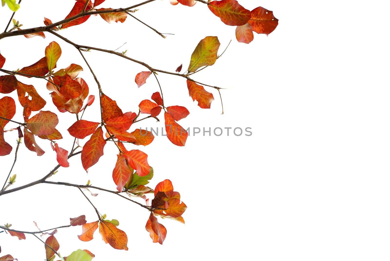 Red leaves and fresh leaves of sea-almond tree by Satakorn