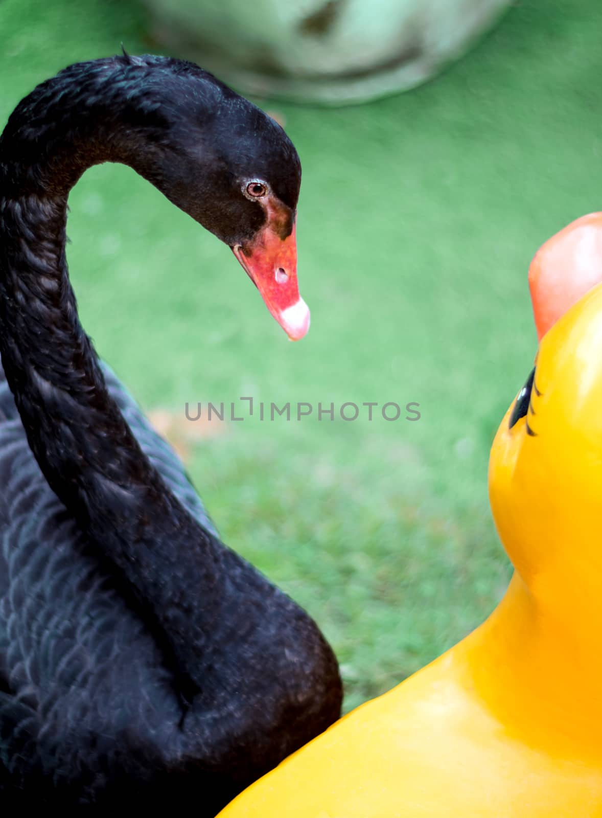 The black swan is interested, looking at the yellow duck statue