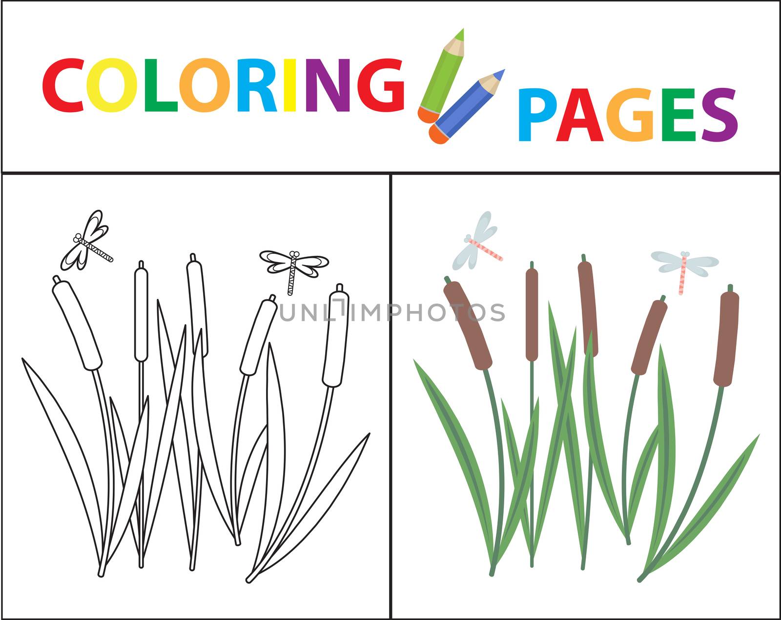 Coloring book page for kids. Reeds and dragonflies. Sketch outline and color version. Childrens education. illustration. by lucia_fox