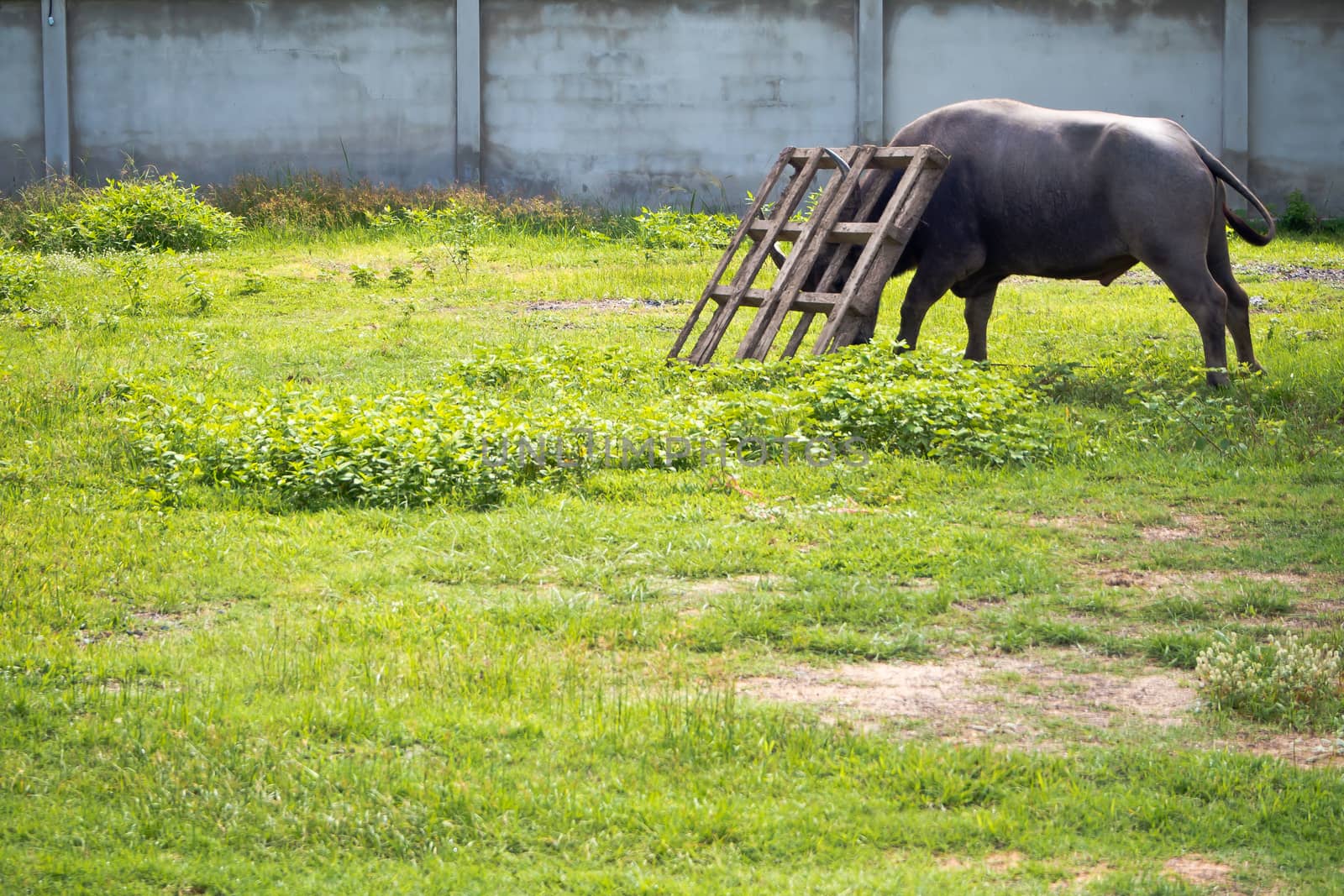 Buffalo frighting with wooden pallet in the countryside