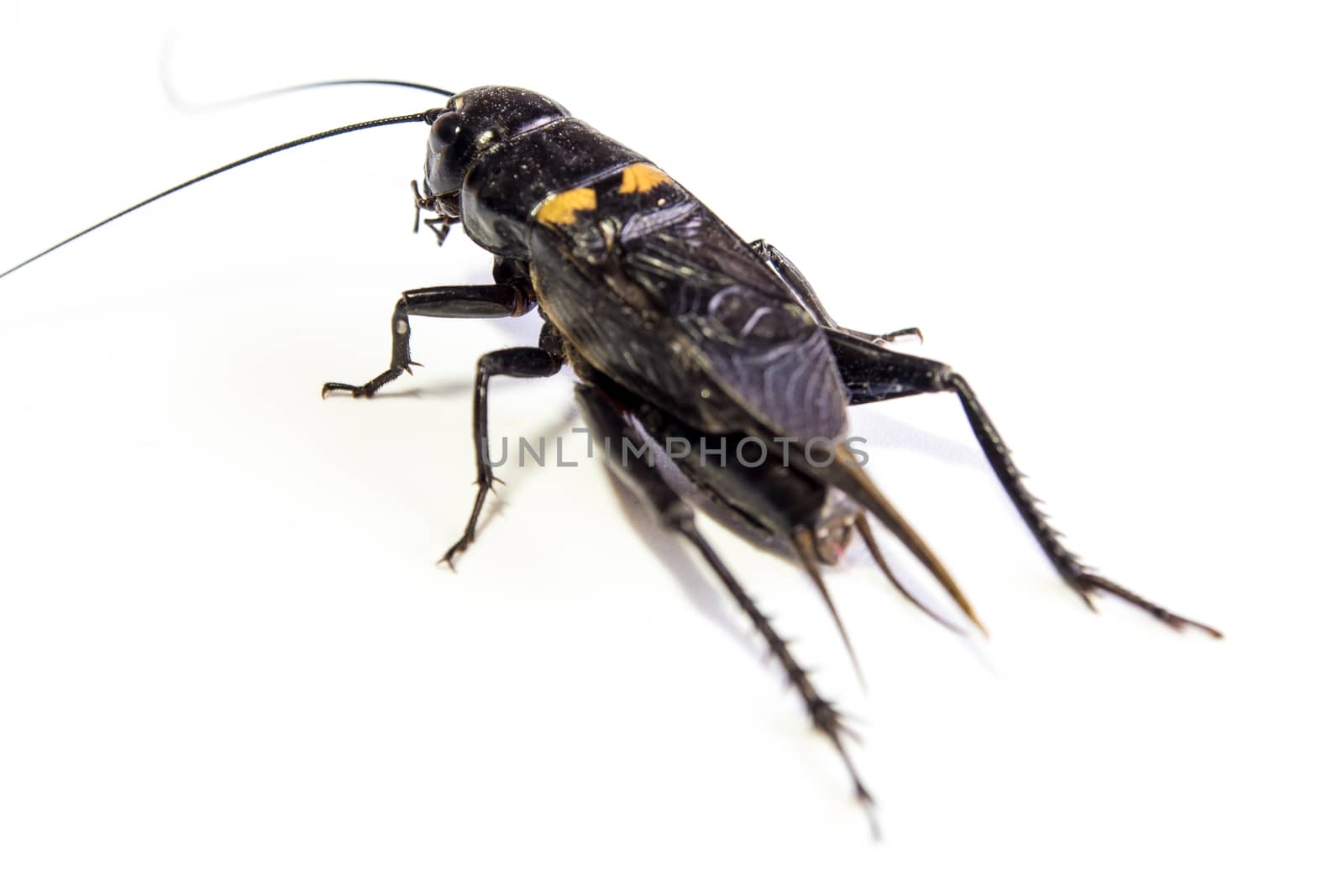 Common black cricket , isolated insect on white background