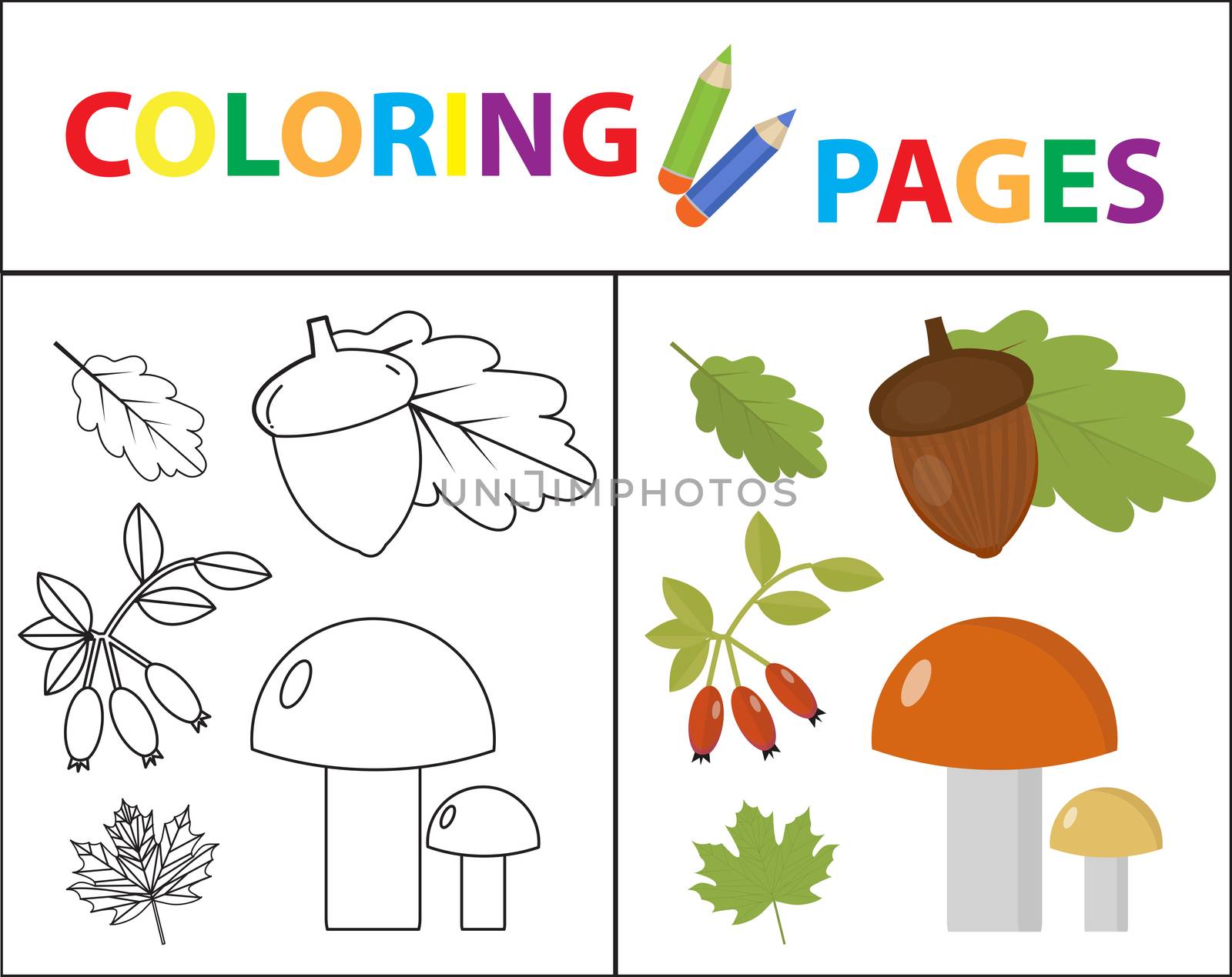 Coloring book page for kids. Forest set. Sketch outline and color version. Childrens education. illustration. by lucia_fox