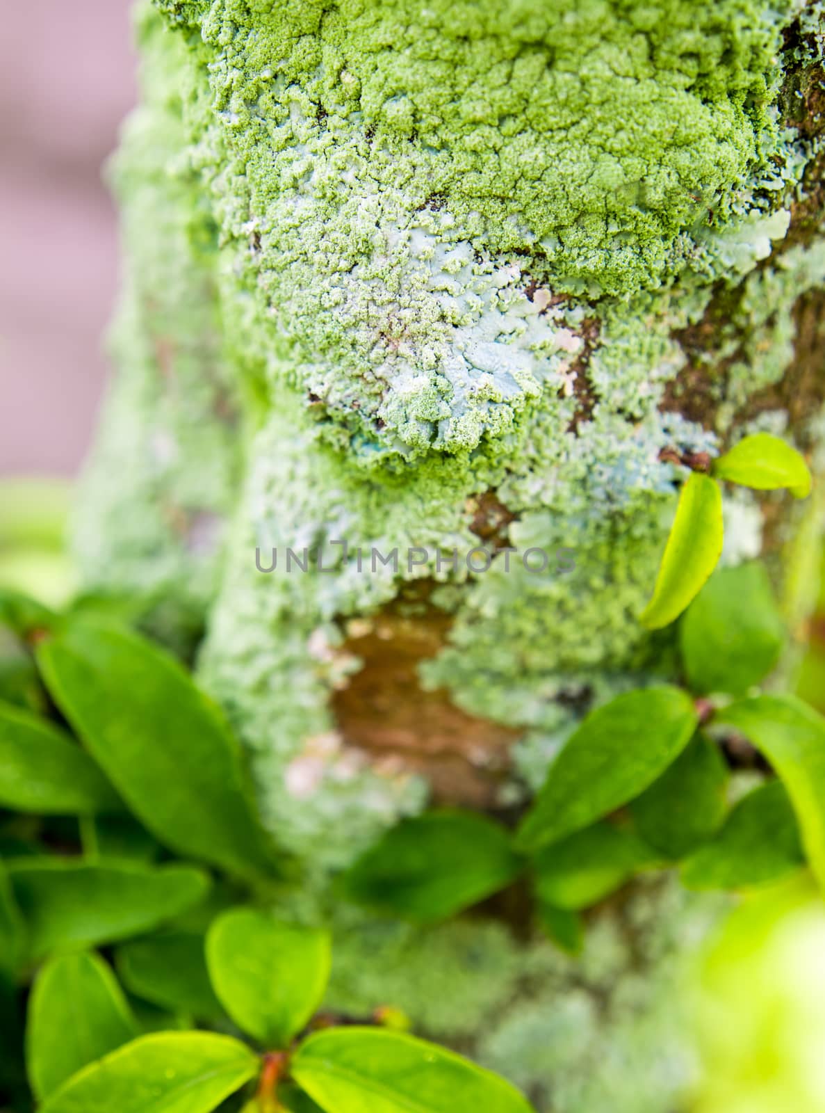Close-up of beautiful green lichen, moss and algae growing covered on tree trunk in the garden