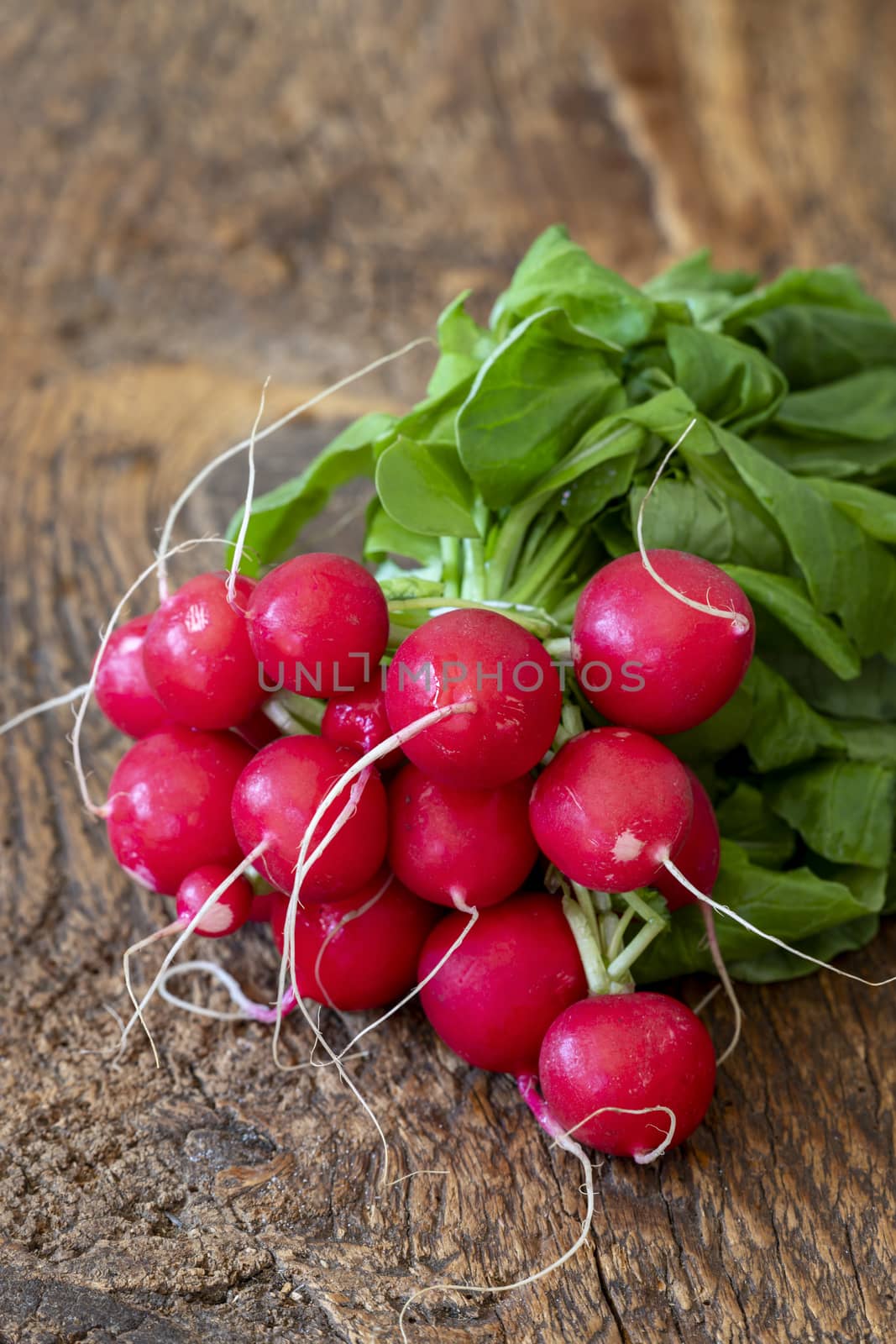 fresh red radish by bernjuer