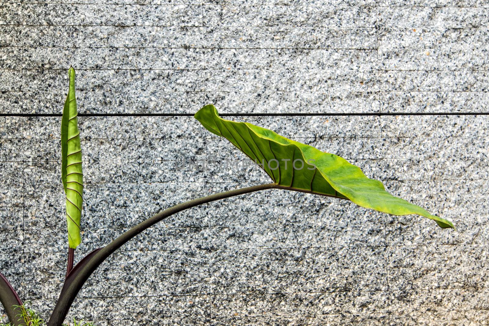 Giant alocasia leaves and grey concrete wall background