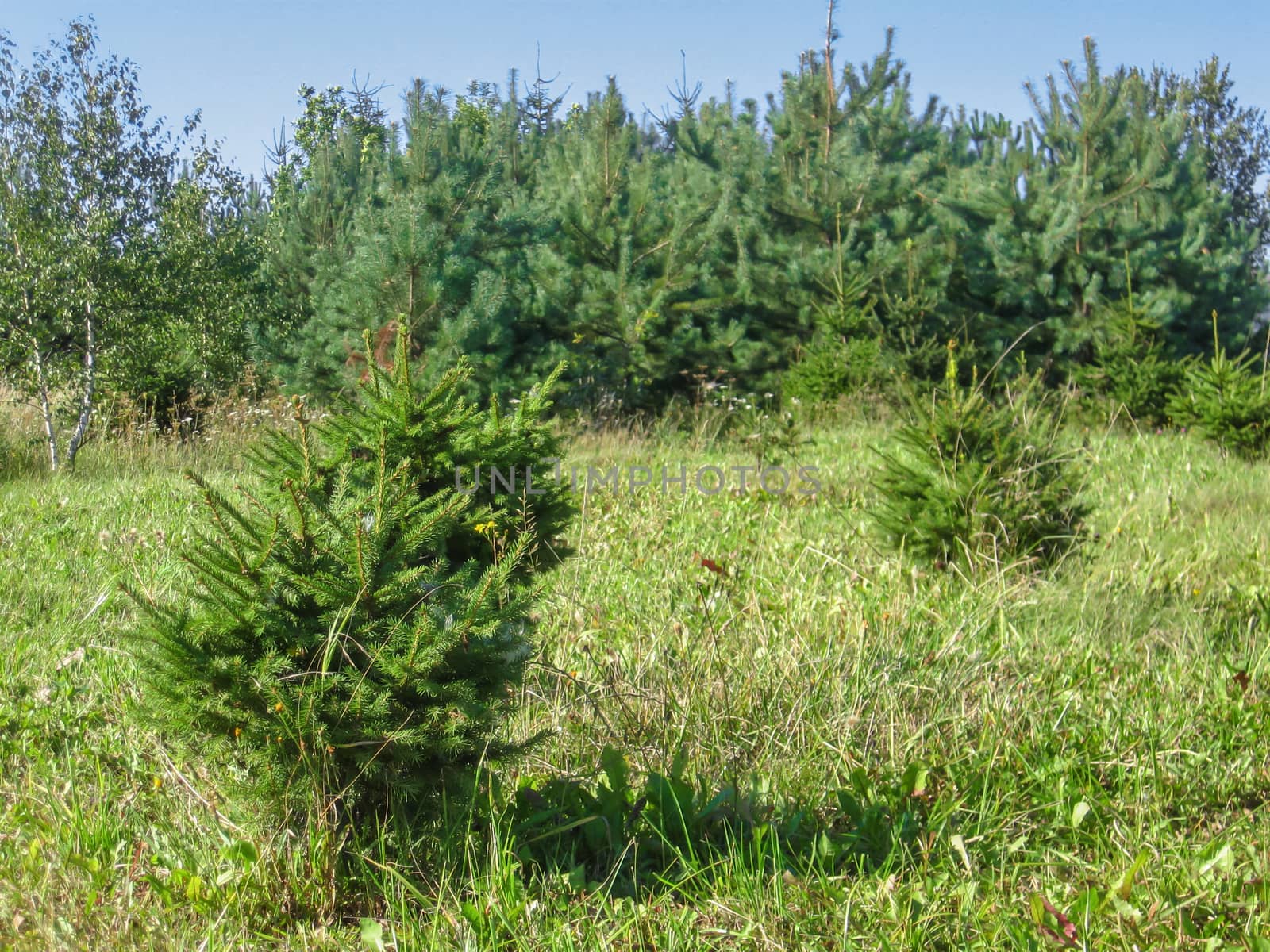 Growing trees in forest at sunny day