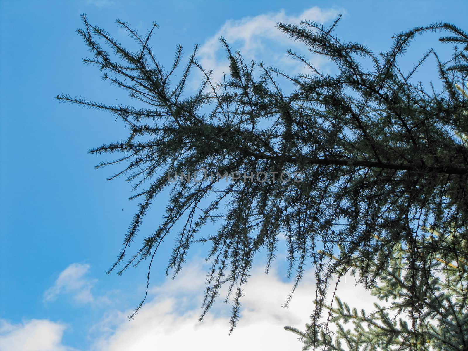 Branch of tree around cloudy sky by Wierzchu