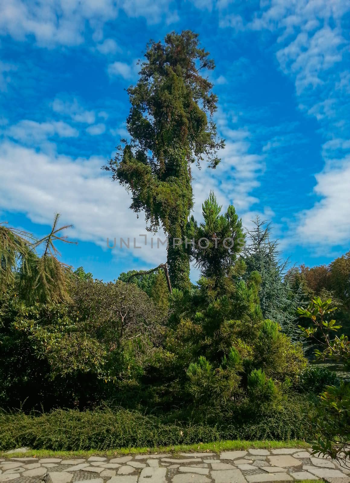 Green High tree in bush around blue sky by Wierzchu