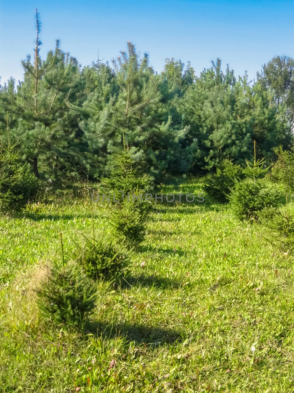 Growing trees in forest at sunny day by Wierzchu