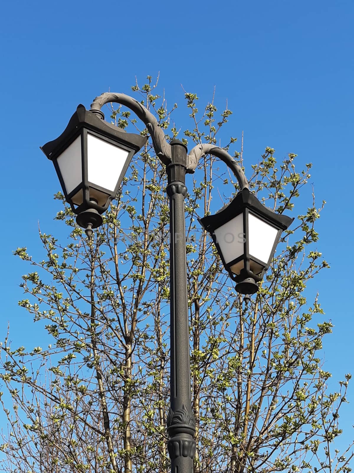 Street lamp against the background of a blossoming spring tree and blue sky.