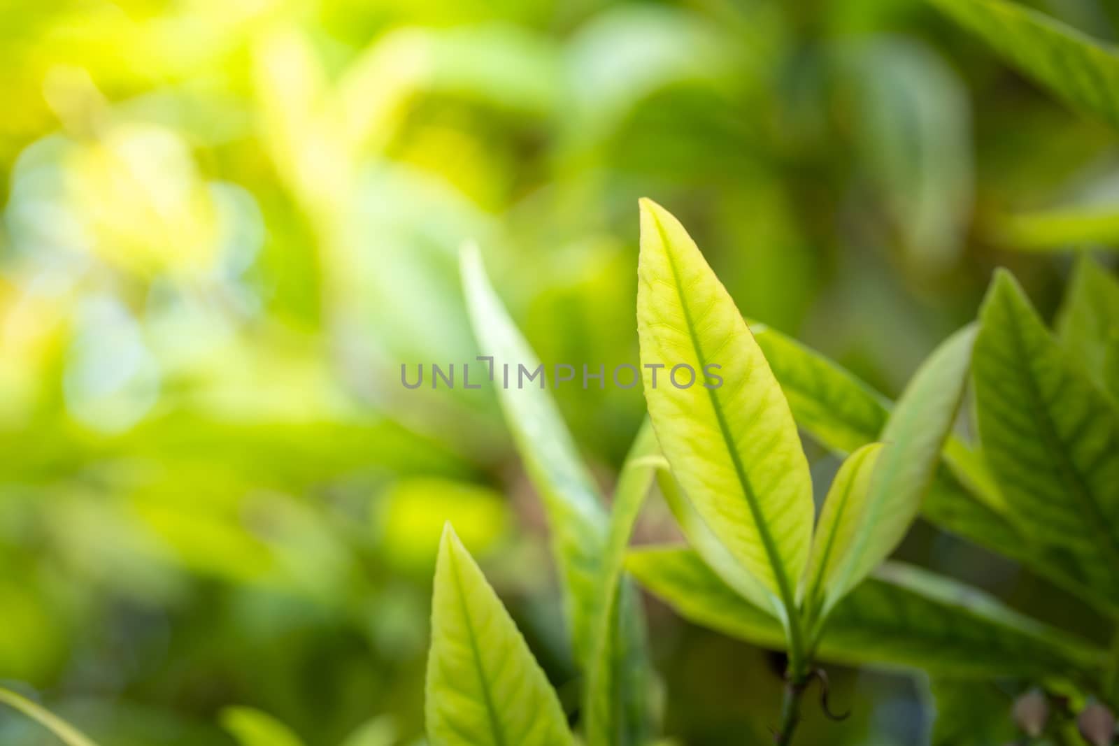 Close Up green leaf under sunlight in the garden. Natural background with copy space.