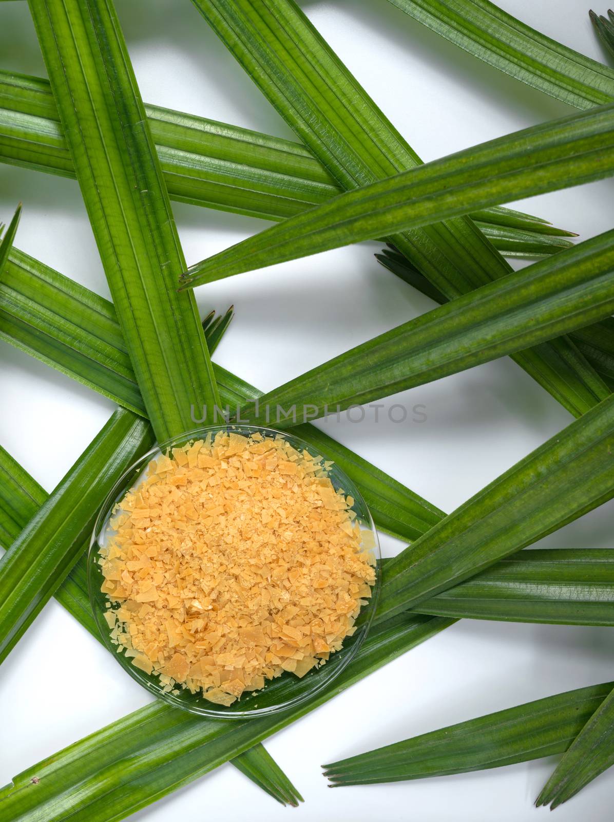 Organic Carnauba Wax comes in the form of hard yellow flakes and is widely used in cosmetics as an emulsifier or thickening agent for lipstick, eyeliner, mascara, eye shadow, foundation, deodorant