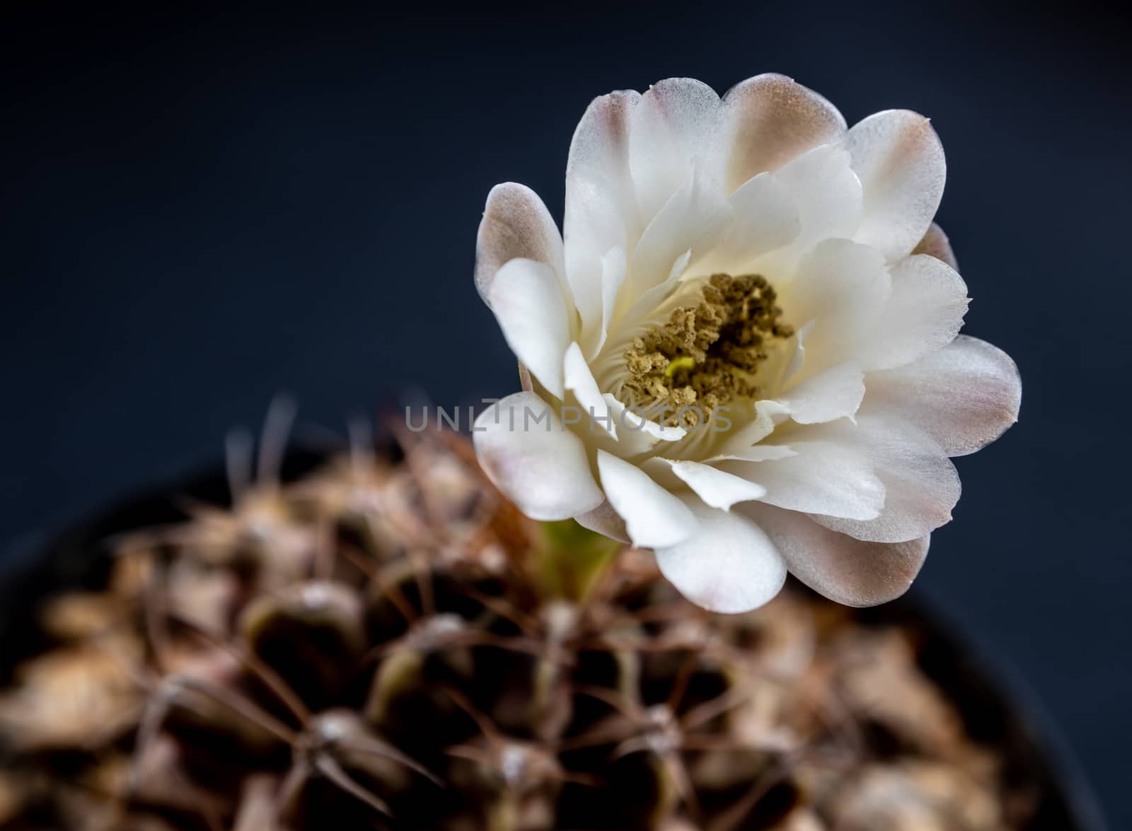 Gymnocalycium Cactus flower close-up white and light brown color by Satakorn