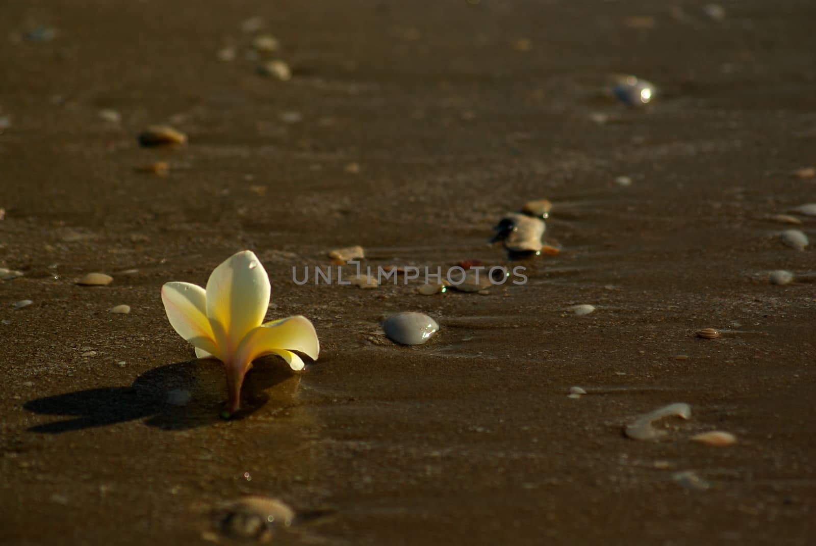 Frangipani flowers fall on the sandy beach with rocks and shells