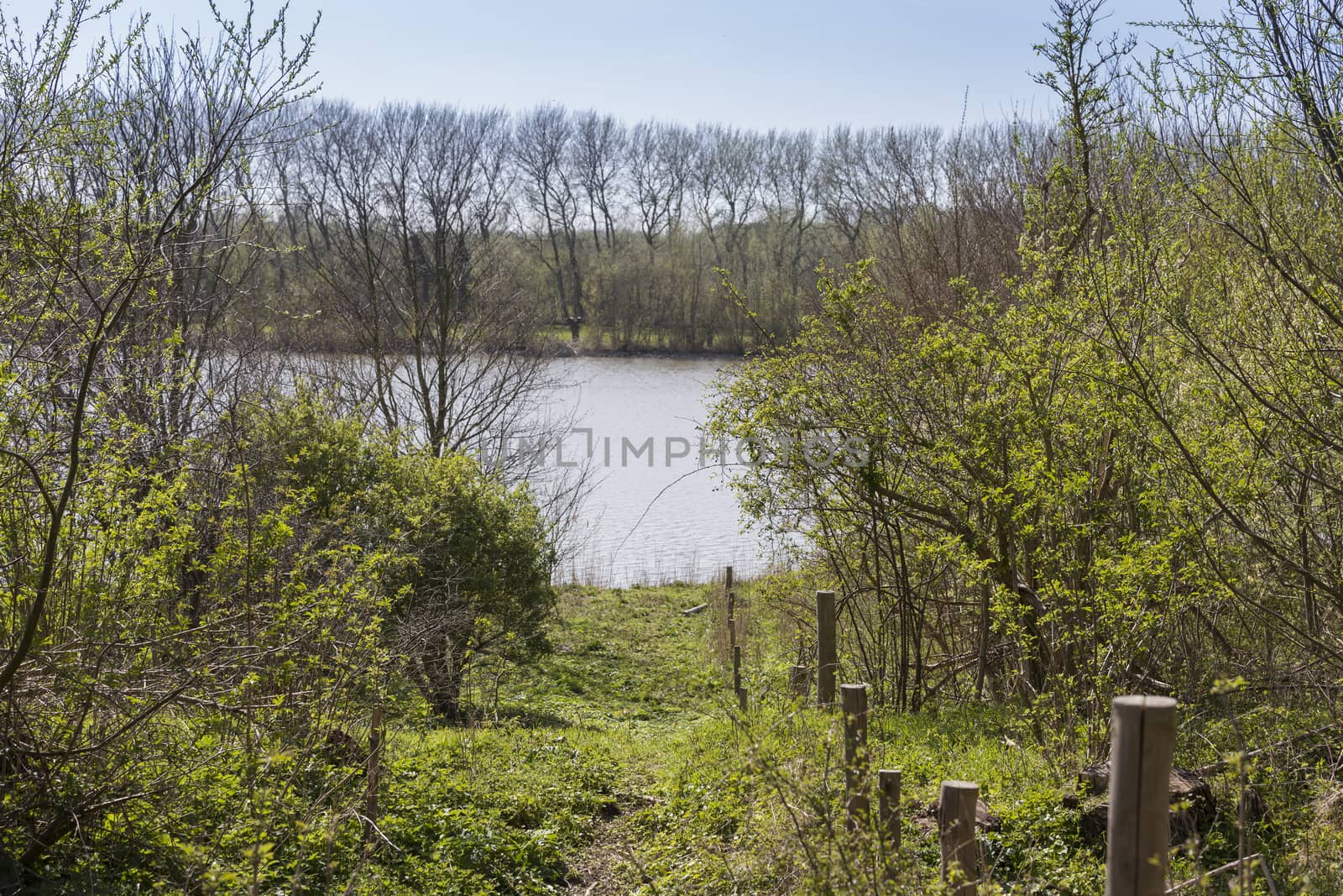 view over south holland water with a small path in front with trees and trees as background