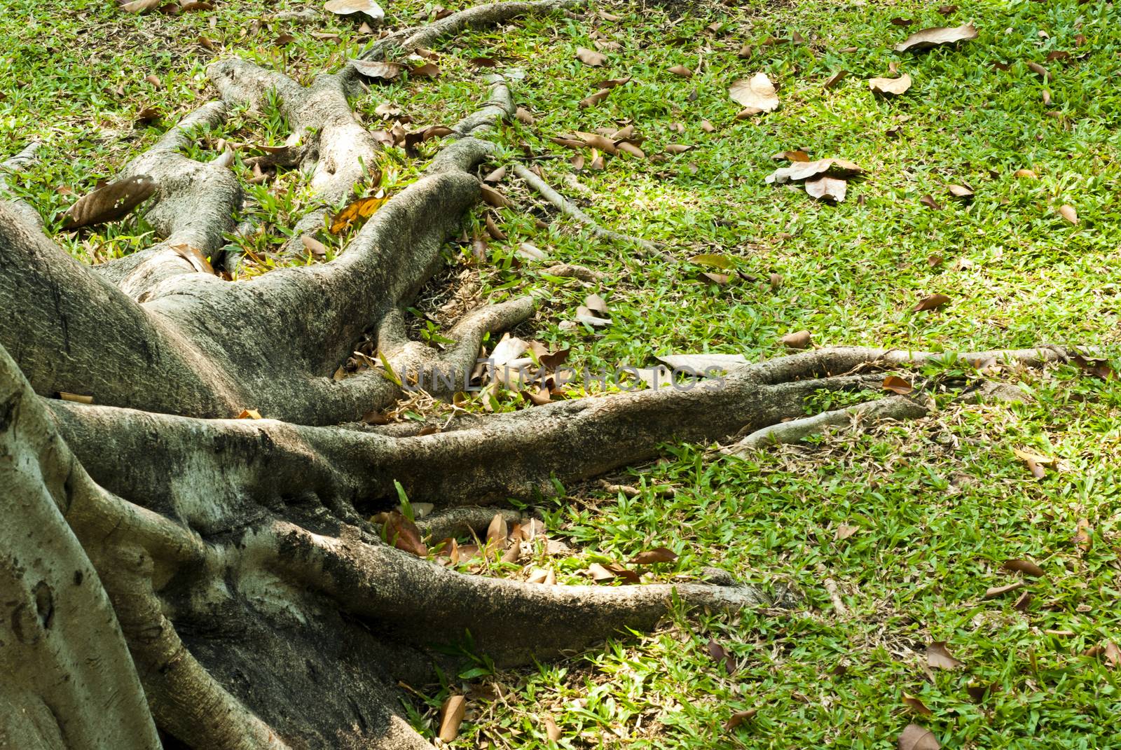 Banyan roots by Satakorn