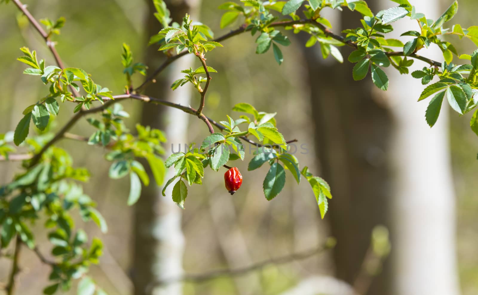 red wild berry in green natural environment