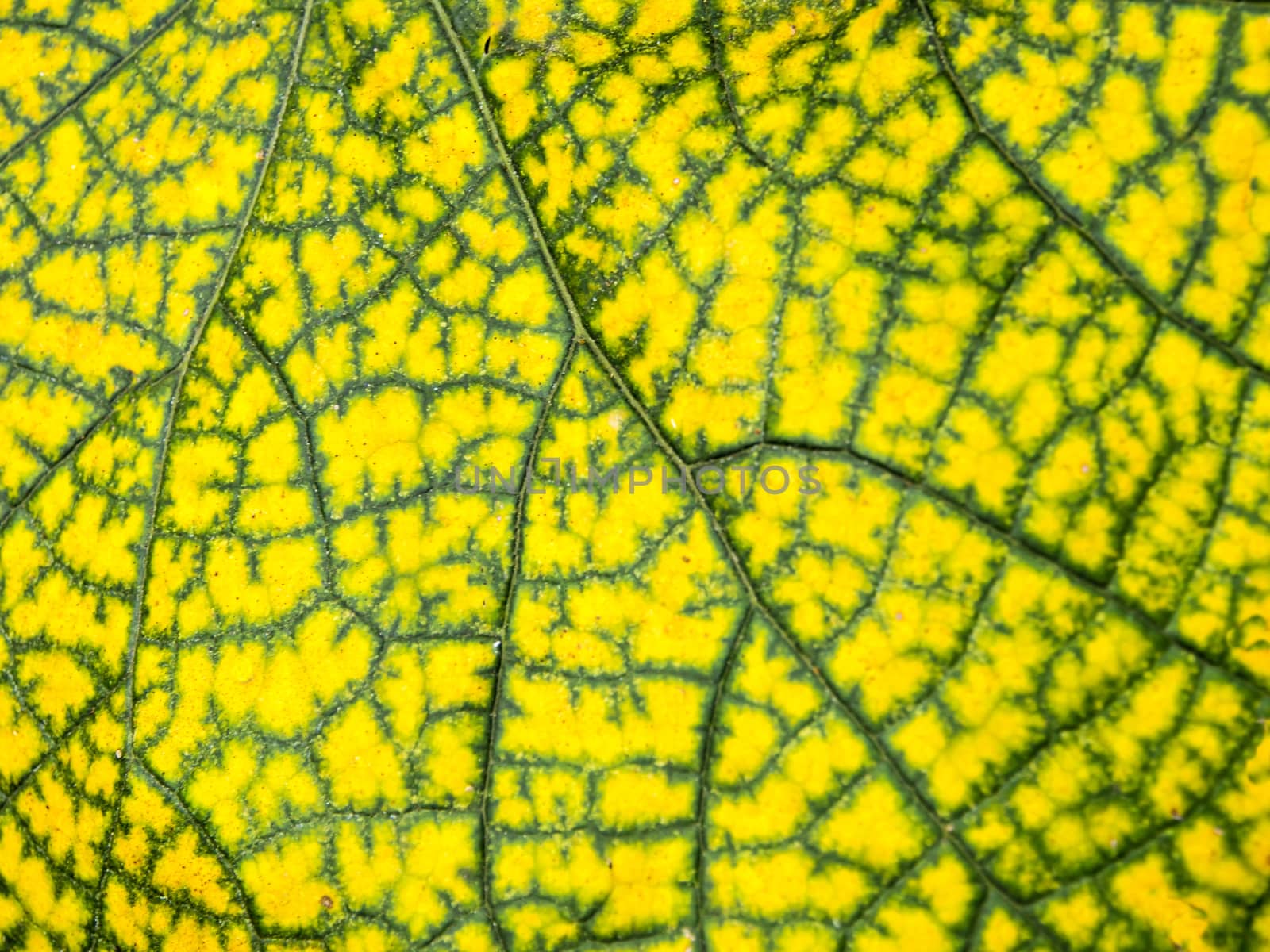 Yellow leaf with green line on surface by Satakorn