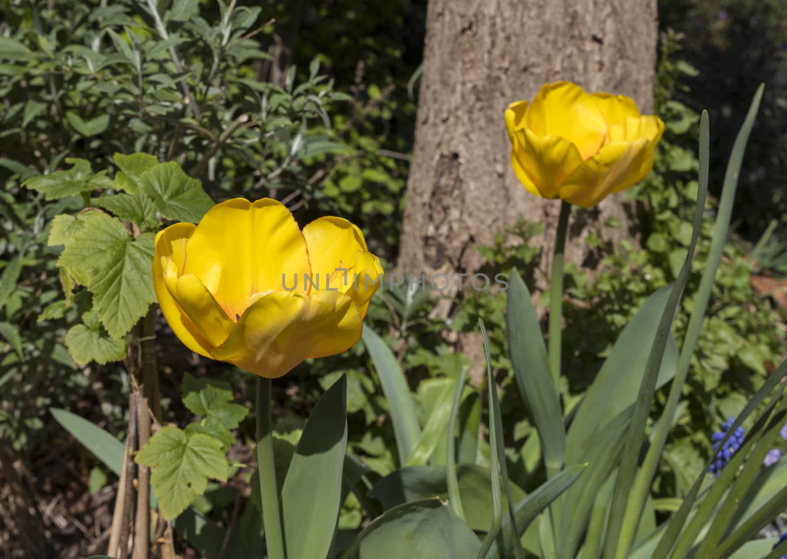 yellow tulips in a dutch garden in springtime