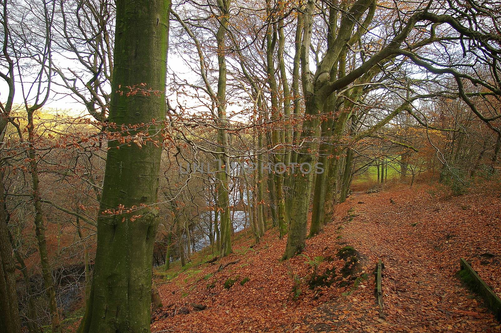 Autumn leaves carpeting the ground next to trees lining a reservoir in lancashire