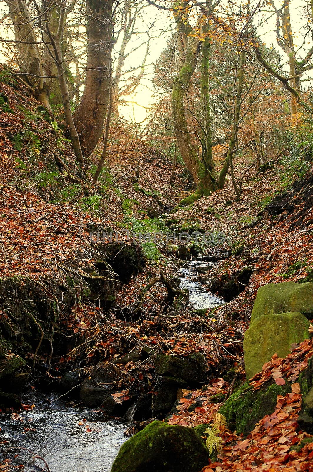 A narrow stream running through a wood in Lancashire