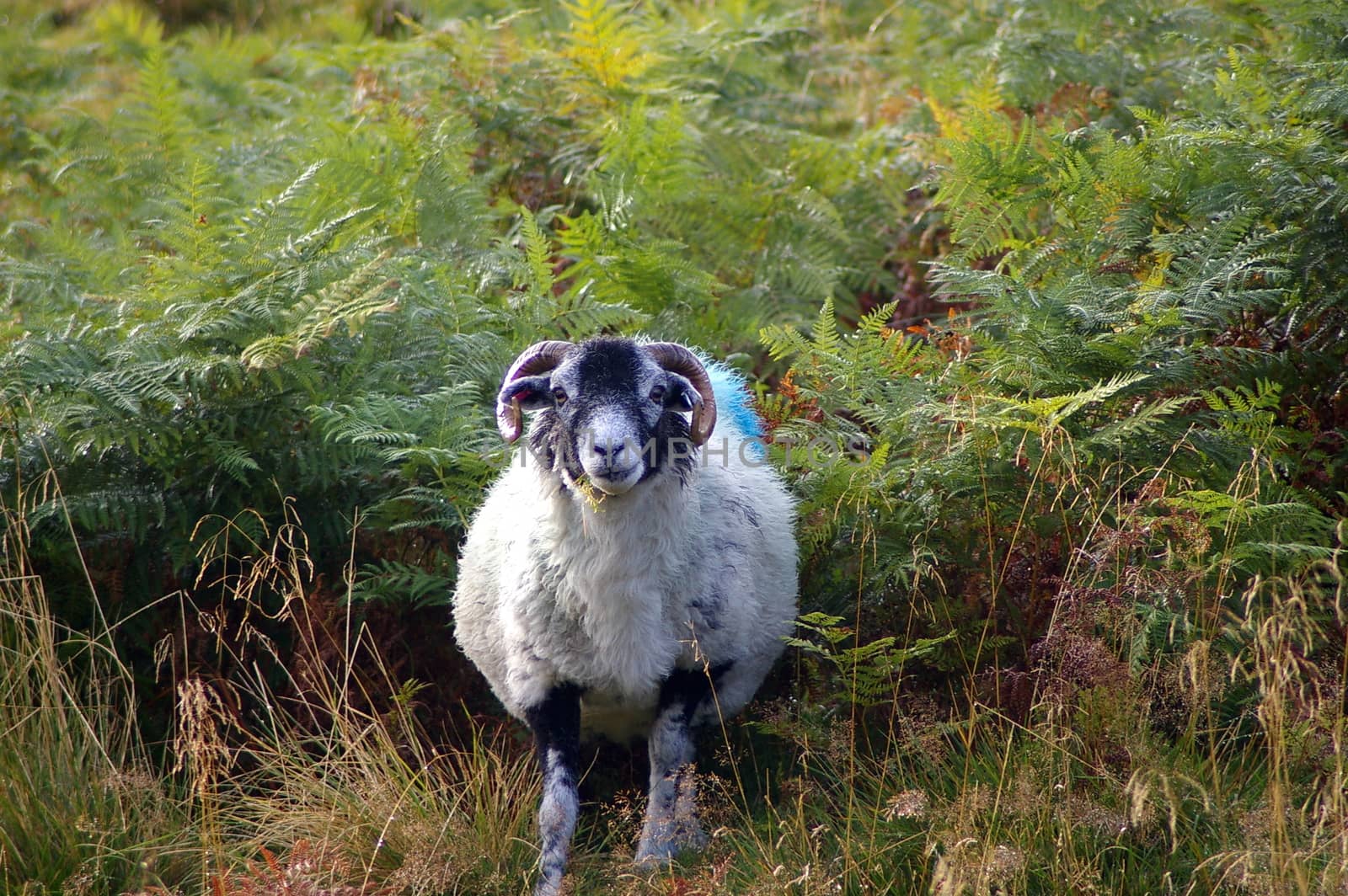 Sheep staring at me taking its picture amid the ferns by the side of a road in the Yorkshire Dales